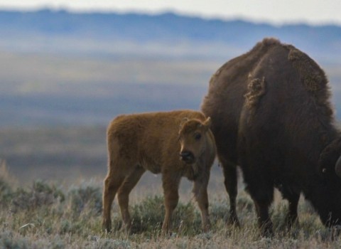 These Young Bison Could Save America’s Prairie